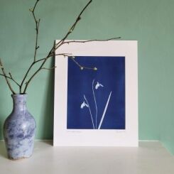 Snowdrop cyanotype