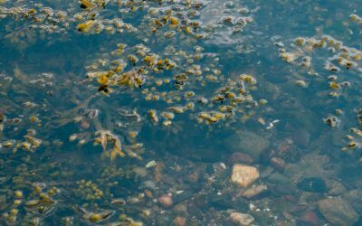 The science behind why seaweed is good for your skin