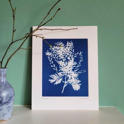 Mimosa cyanotype