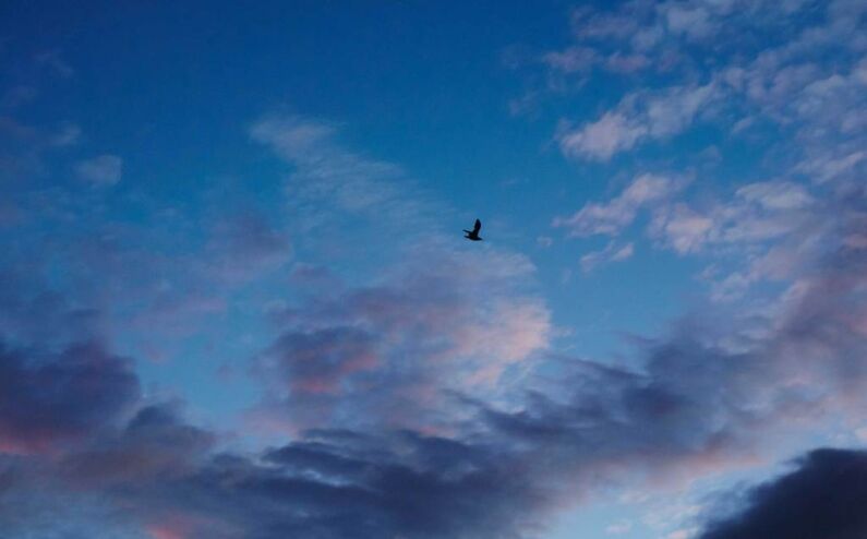 bird