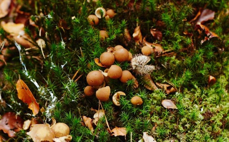 mushrooms