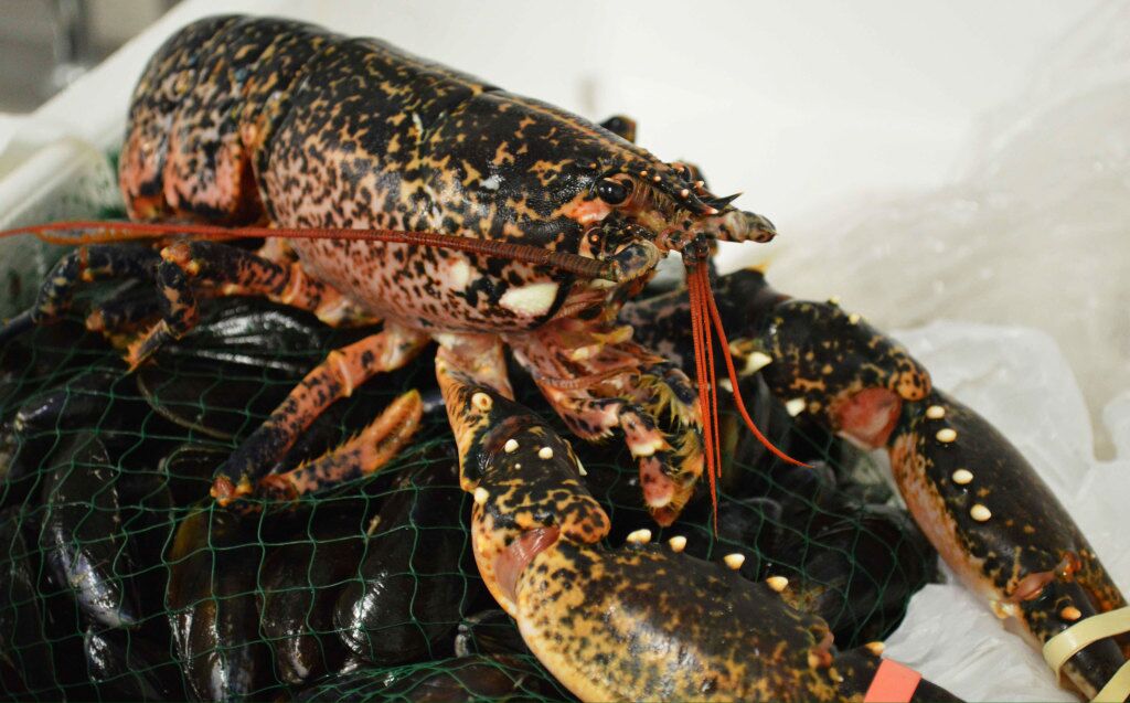 lobster