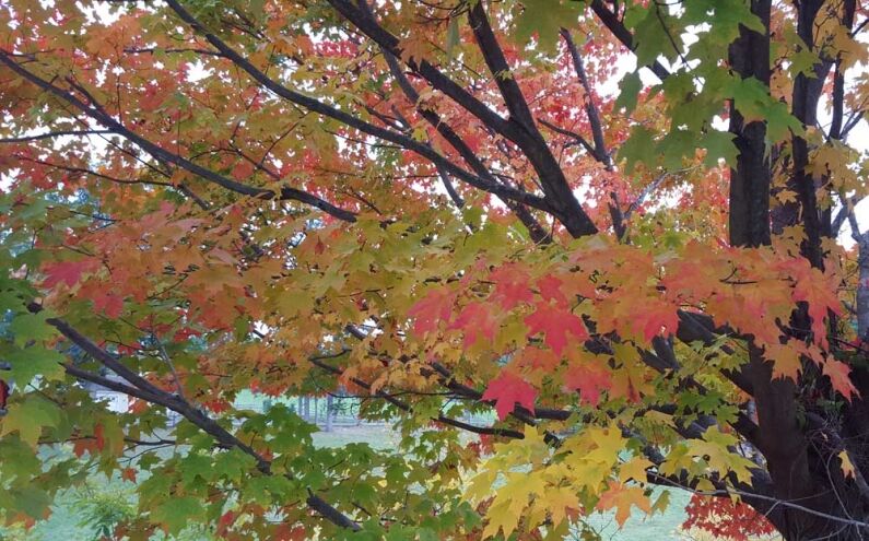 Fall