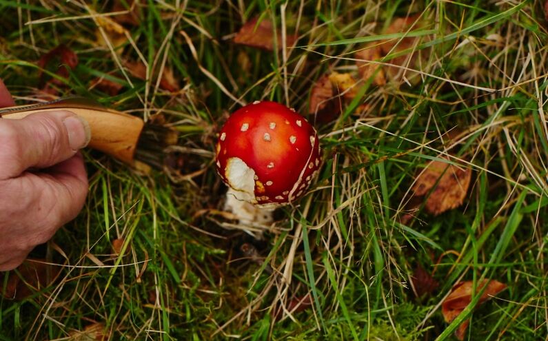 Mushroom