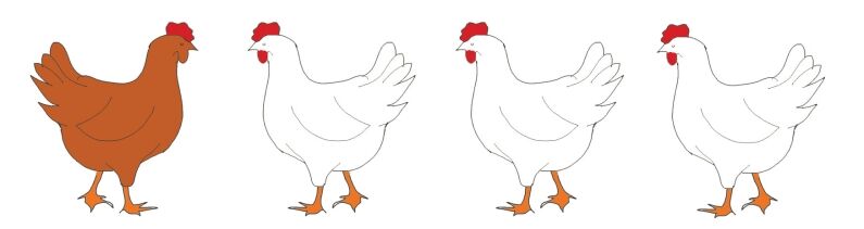 chickens