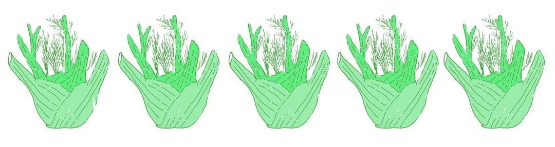 Fennel