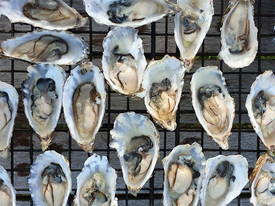 oysters on a rack