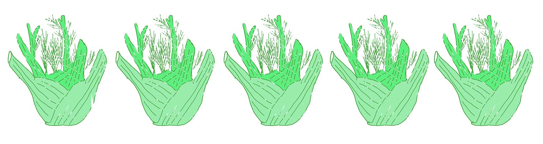 Fennel