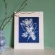 Mimosa cyanotype