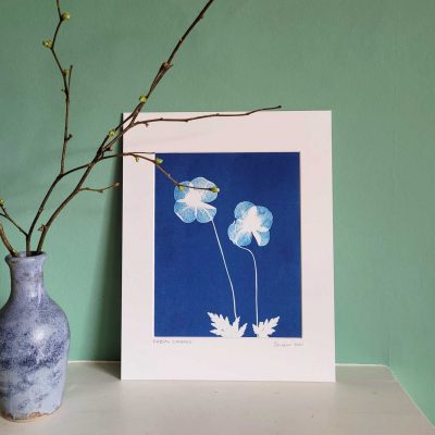 Welsh poppy cyanotype