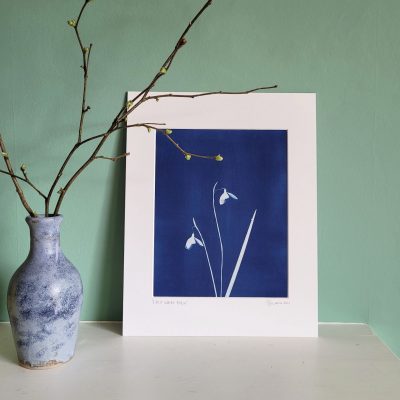 Snowdrop cyanotype