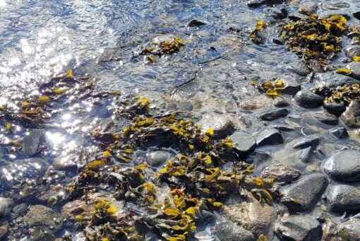 Wild seaweed bath-in-a-box - Image 3